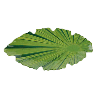 Блюдо для подачи «Лист»;пластик;,H=35,L=400,B=185мм;зелен.